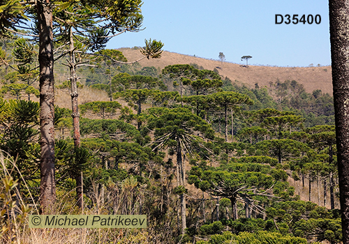 Campos do Jordao State Park, Sao Paulo, Brazil